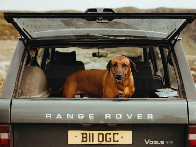 Dog in the Land Rover