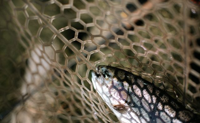 Trout in a net