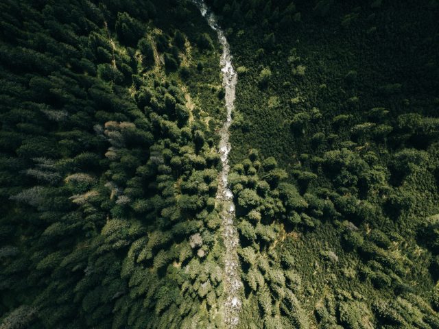 Firs from above