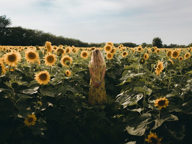 In the sunflowers field
