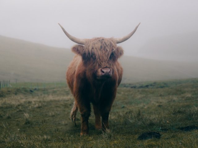 Highlander cow