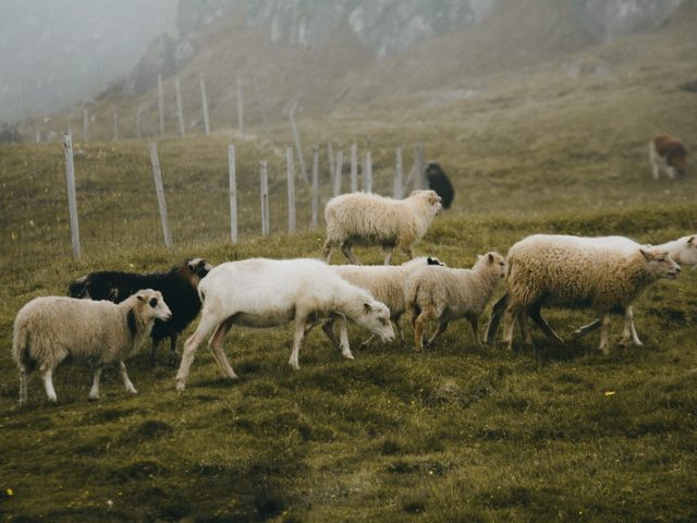 Sheeps in the Faroe Islands