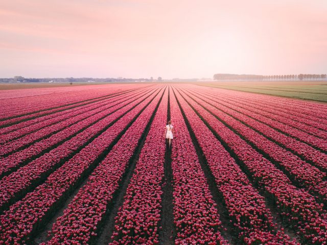 Tulip field