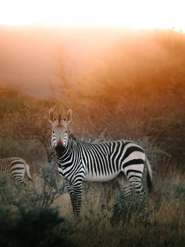 Zebra
