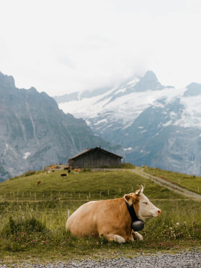 Cow in the Alps